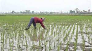 Nông dân Ninh Giang xuống đồng gieo cấy lúa chiêm xuân